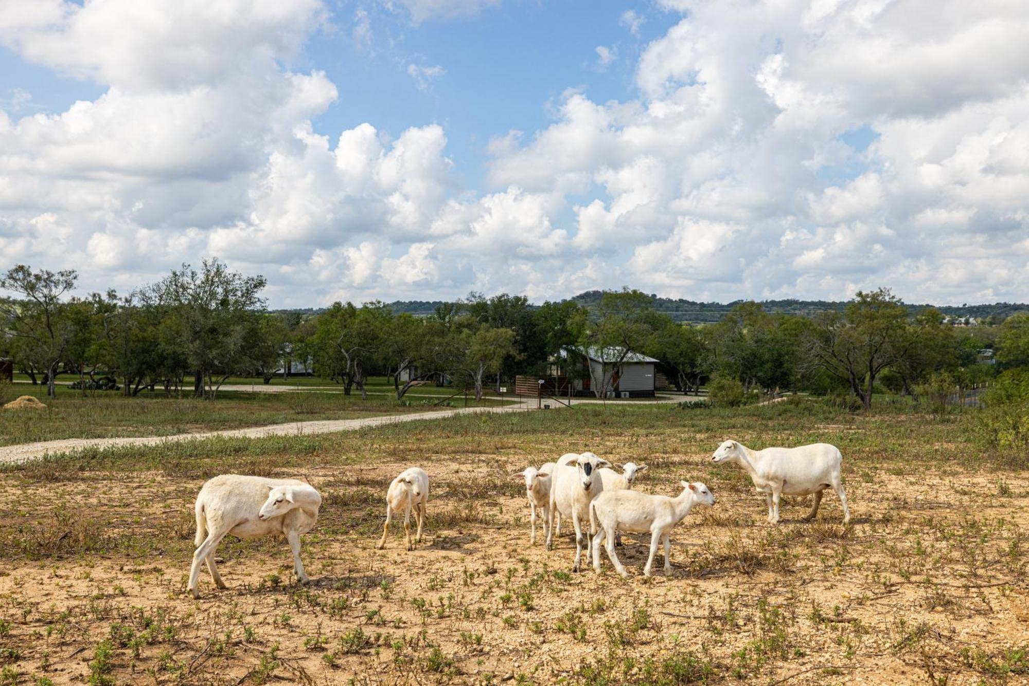 Willa Sage: Peaceful Hill Country Retreat With Hot-Tub! Fredericksburg Zewnętrze zdjęcie